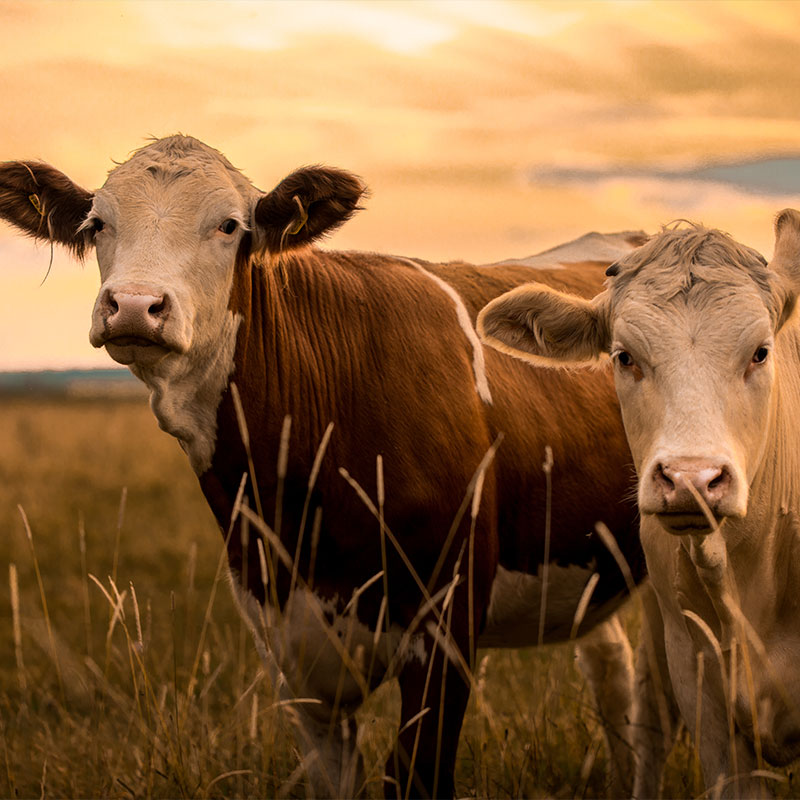 livestock registration