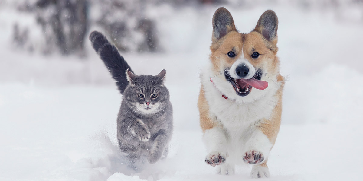 Pet Safety Tips for the Cold Winter Months - Sequoyah County